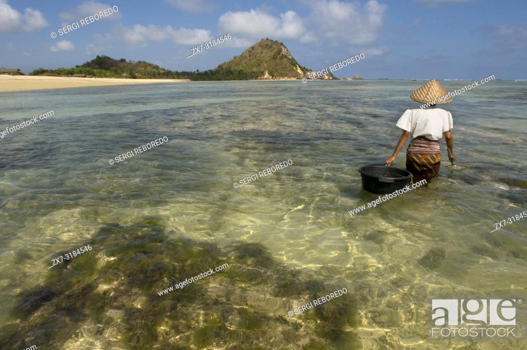 Stock Photo: Women often walk along the shore of Kuta beach, a fisherman south of Lombok, looking for seaweed, which is prized for cooking. Kuta Lombok Indonesia.
