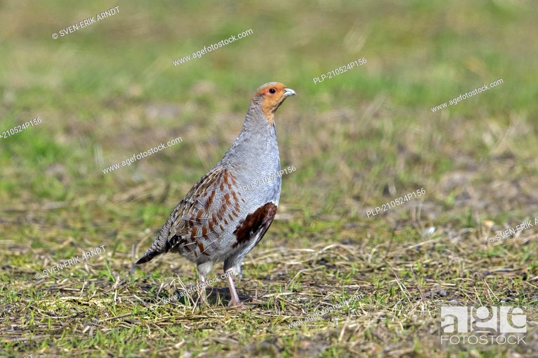 Stock Photo: Grey partridge / English partridge / hun (Perdix perdix) male foraging in field in spring.