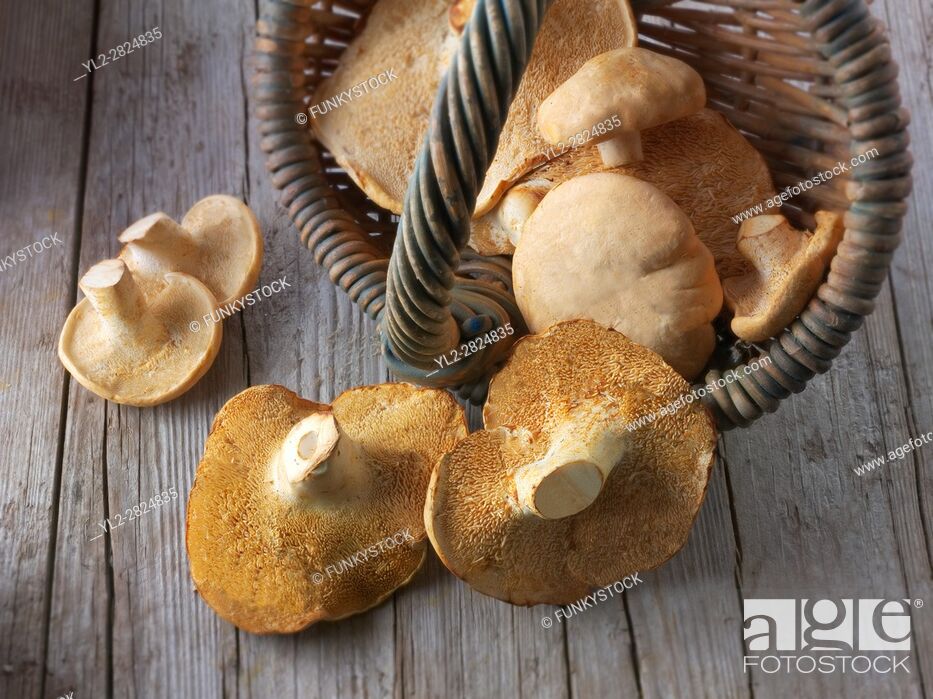 Stock Photo: Fresh picked wiild organic Pied de Mouton Mushrooms (hydnum repandum) or hedgehog mushrooms.