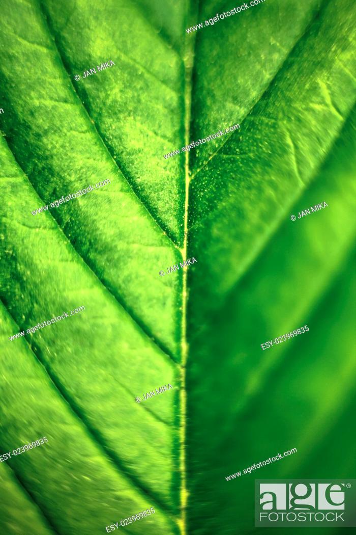 Stock Photo: Macro of green Cannabis leaf.