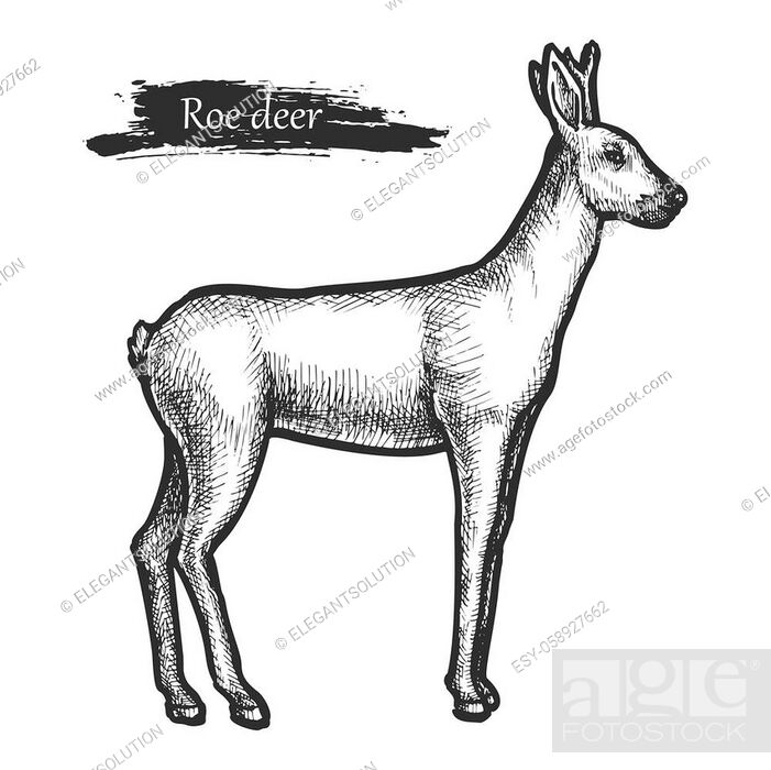 pencil sketches drawings deer sketch | Dream Driven Art