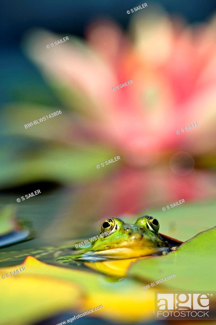 Stock Photo: European edible frog, common edible frog Rana kl. esculenta, Rana esculenta, portrait of a frog in water looking out from between water lily leaves, Germany.