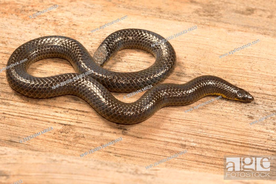 Stock Photo: Shieldtdail snake Uropeltis sp. Family: Uropeltidae, Satara, Maharashtra, India.