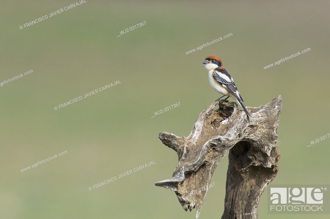 Stock Photo: Woodchat shrike (Lanius senator) from his watchtower in the meadow, Extremadura, Spain.
