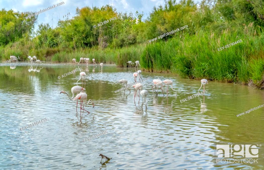 Stock Photo: riparian scenery including some flamingos around the Regional Nature Park of the Camargue in Southern France.