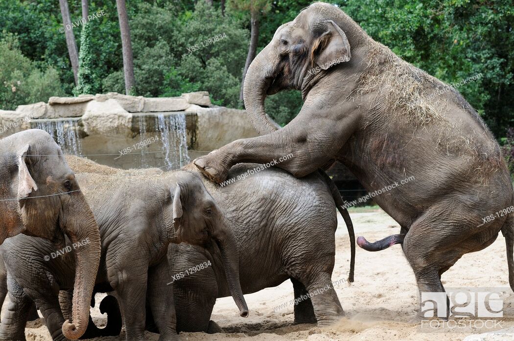 Stock Photo - Stock photo of Elephants mating at La Palmyre zoo in France.