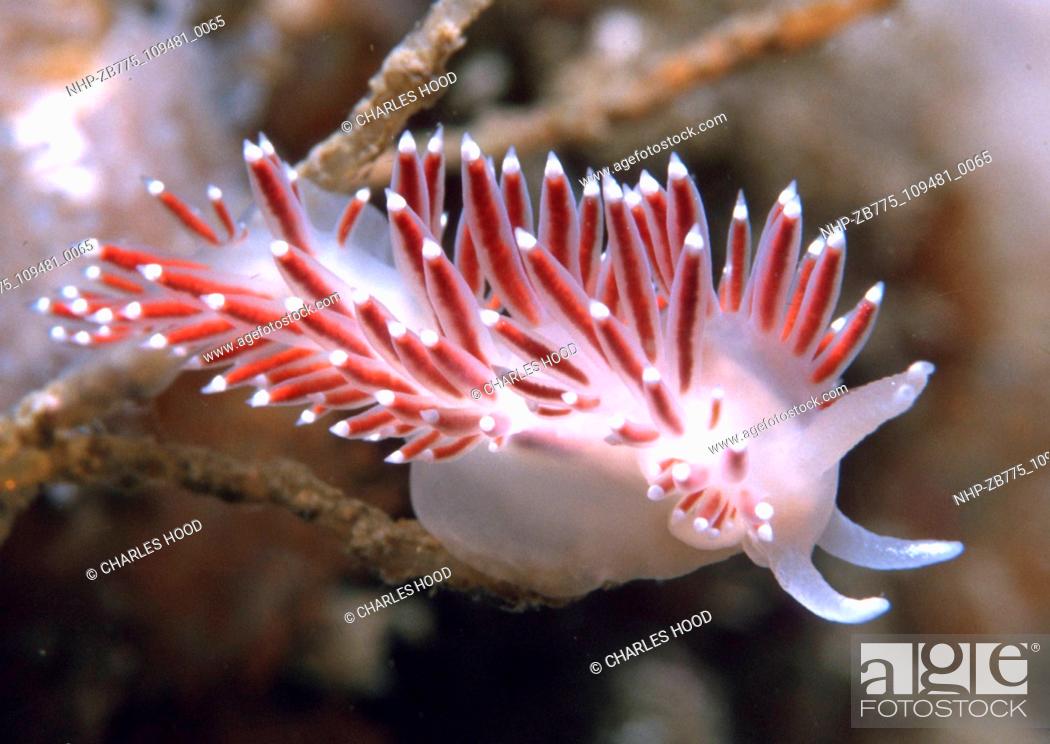 Stock Photo: Nudibranch  Date: 16/1/01  Ref: ZB775-109481-0065  COMPULSORY CREDIT: Oceans Image/Photoshot.