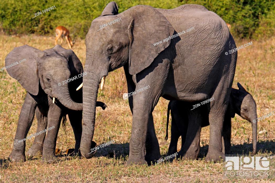 Stock Photo: Afrikanische Elefanten, mit Jungtieren, im Chobe Nationalpark, Botswana.