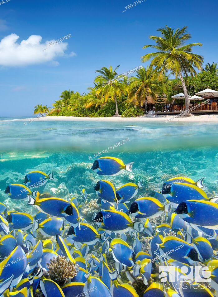 Stock Photo: Half underwater view with school of fishe, Maldives, Ari Atol, Indian Ocean.
