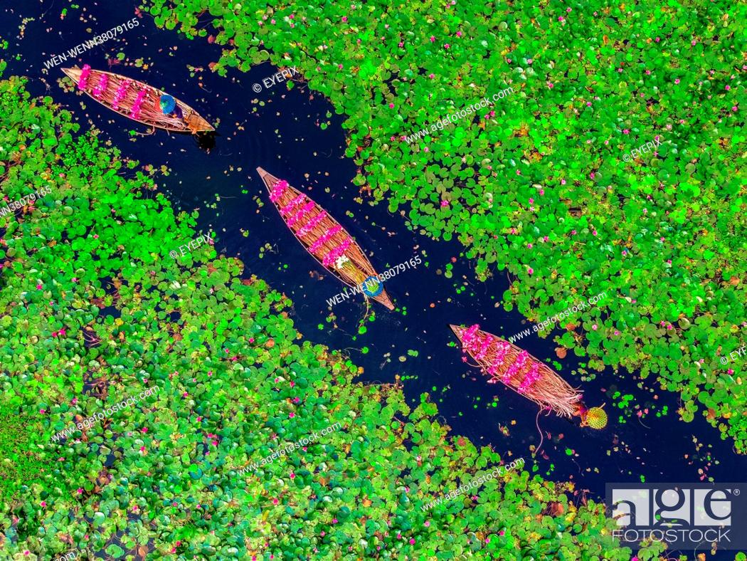 Stock Photo: BARISHAL, BANGLADESH - AUGUST 17: Aerial view of farmers collecting water lilies in Satla Union in Barishal, Bangladesh. Where: Barishal, Barishal.