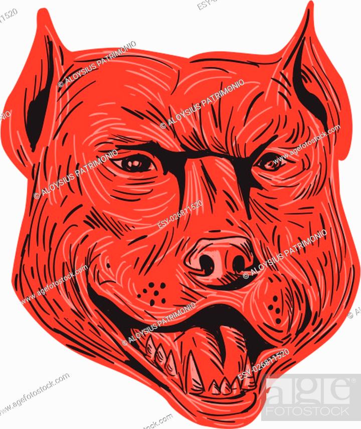 Drawing sketch style illustration of an angry pitbull dog mongrel head  facing front set on isolated..., Stock Photo, Picture And Low Budget  Royalty Free Image. Pic. ESY-026811520 | agefotostock