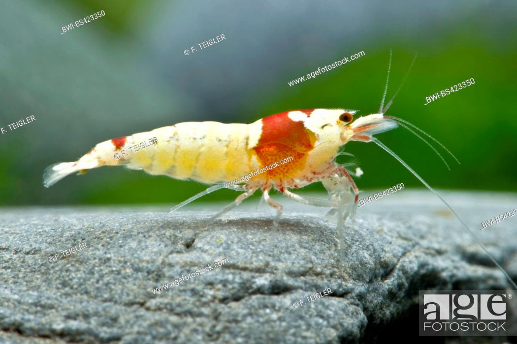 jeg er enig bison Dwelling Bee Shrimp (Caridina logemanni Red Bee Mosura), Red Bee Mosura, Stock  Photo, Picture And Rights Managed Image. Pic. BWI-BS423350 | agefotostock