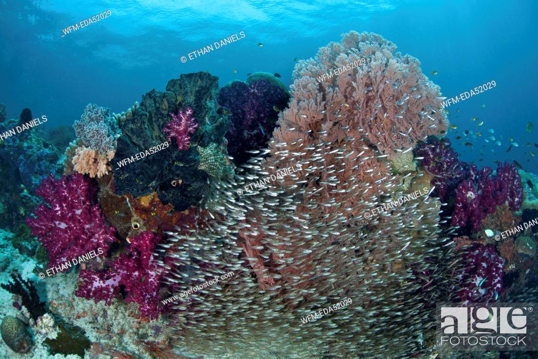 Stock Photo: Colored Coral Reef, Raja Ampat, West Papua, Indonesia.