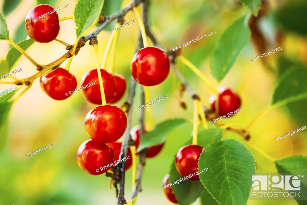 Stock Photo: Red Ripe Cherry Berries Prunus subg. Cerasus on tree In Summer Vegetable Garden.