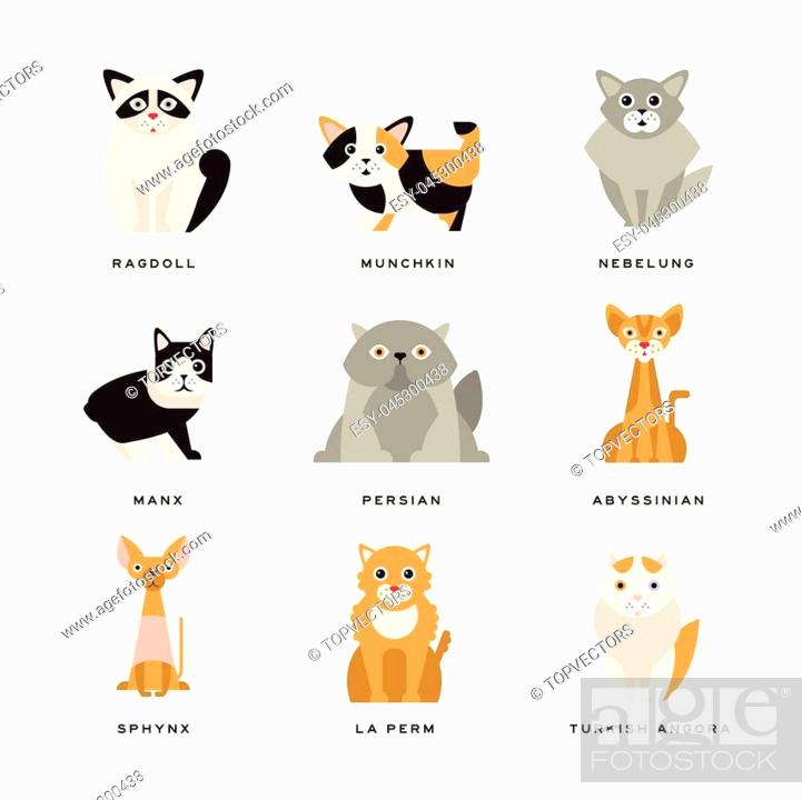 Different flat breeds of cats. Domestic popular and rare exotic animals,  Stock Vector, Vector And Low Budget Royalty Free Image. Pic. ESY-045300438  | agefotostock
