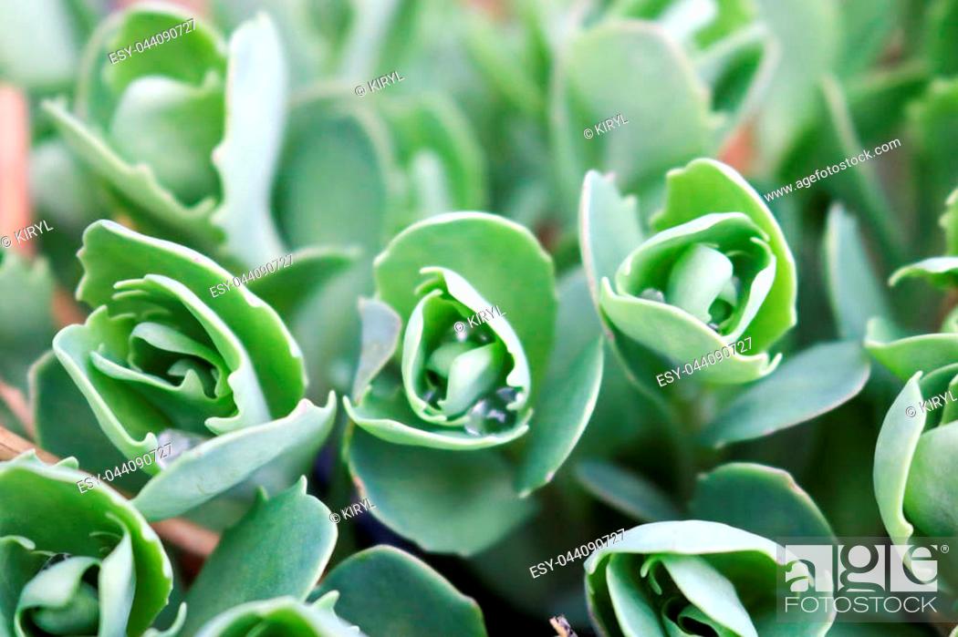 Stock Photo: Texture of small, unblown green plants, sedum flowers with stems and dew drops, vegetable background.