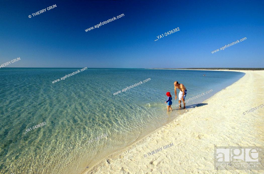 Stock Photo: Australia, Western Australia, Shark bay, Haridon Bight, Shell Beach, beach composed only of small shells Fragum erugatum.