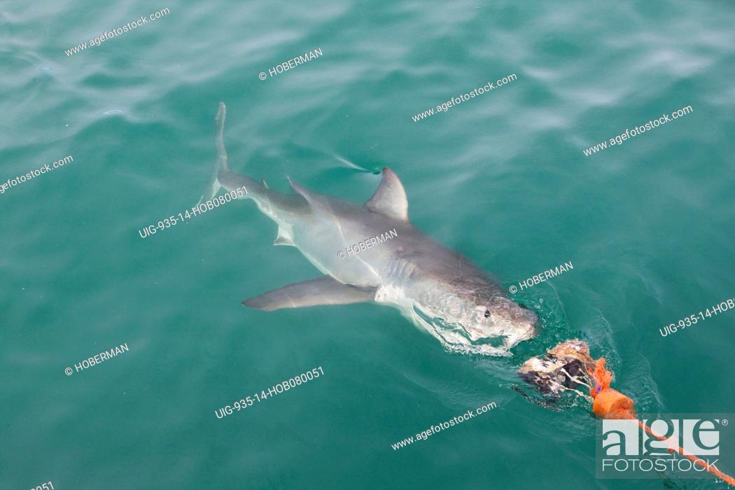 Stock Photo: Shark cage diving in Shark Alley, Dyer Island, Gansbaai, Western Cape.