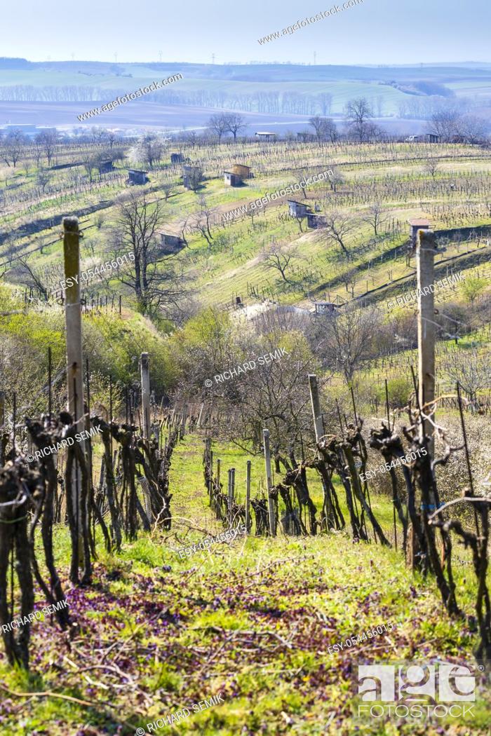 Stock Photo: spring vineyard near Mutenice, Southern Moravia.