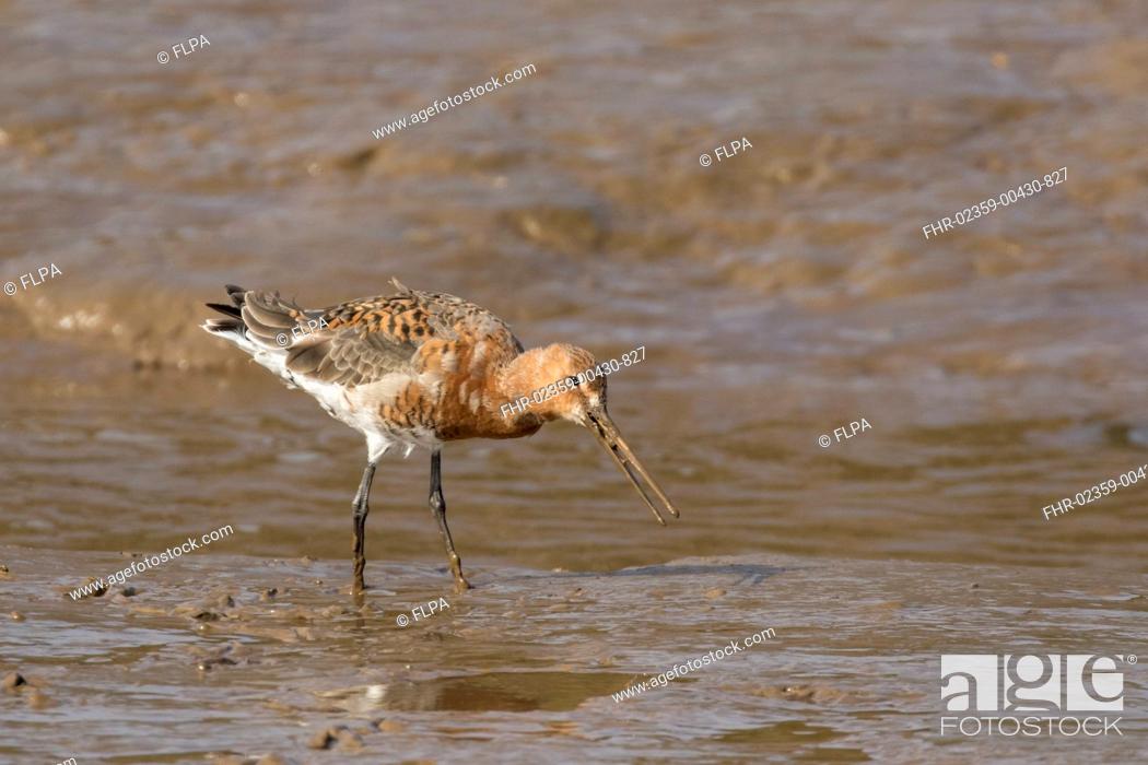 Imagen: Black-tailed Godwit (Limosa limosa) adult, moulting into breeding plumage, feeding in mud at low tide, Norfolk, England, March.
