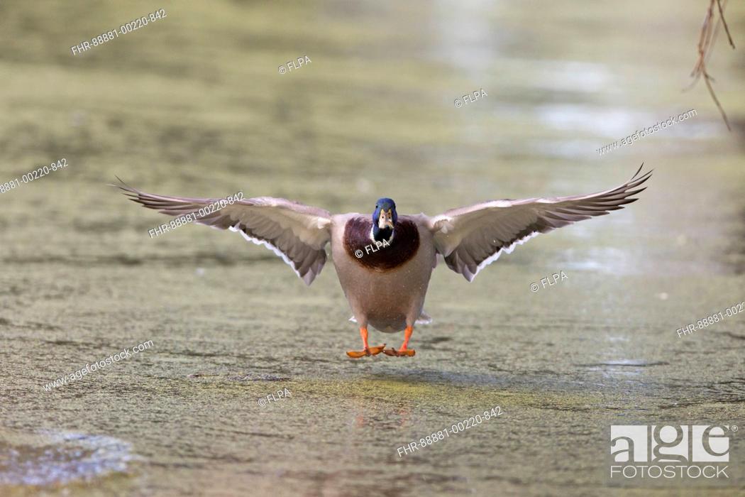 Stock Photo: Mallard (Anas platyrhynchos) adult male, flying, landing on pond covered in duckweed, Bushy Park, Ricmond upon Thames, London, England, October.