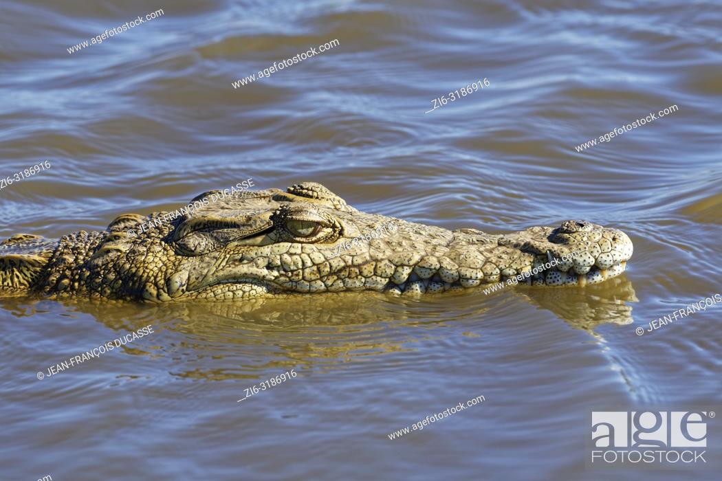 Stock Photo: Nile crocodile (Crocodylus niloticus) in water, Sunset Dam, Kruger National Park, Mpumalanga, South Africa, Africa.