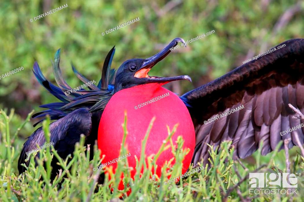 Stock Photo: Male Great Frigatebird (Fregata minor) displaying, Genovesa Island, Galapagos National Park, Ecuador.