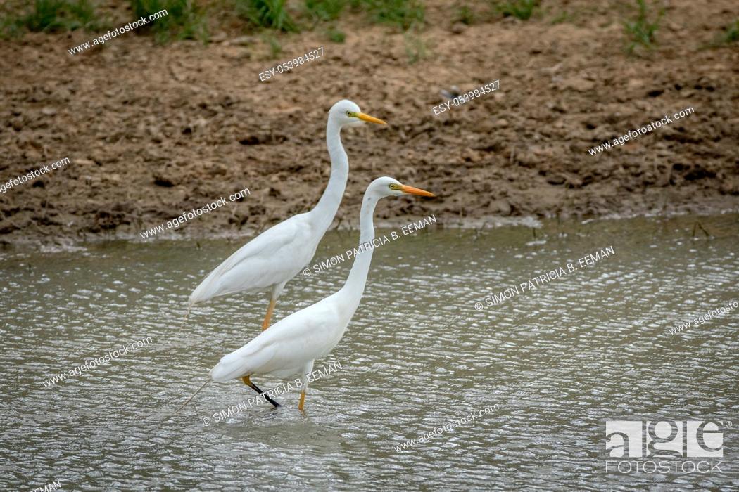 Imagen: Two Yellow-billed egrets standing in the water in the Kalagadi Transfrontier Park, South Africa.