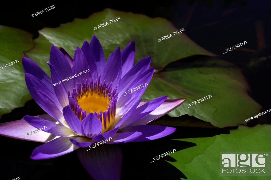 Water Lily In Austin Texas Botanical Garden Stock Photo Picture