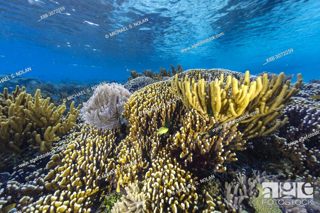 Stock Photo: A profusion of hard and soft corals on Sebayur Island, Komodo National Park, Flores Sea, Indonesia.