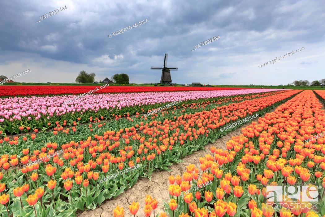 Stock Photo: Dark clouds on fields of multicolored tulips and windmill Berkmeer Koggenland North Holland Netherlands Europe.