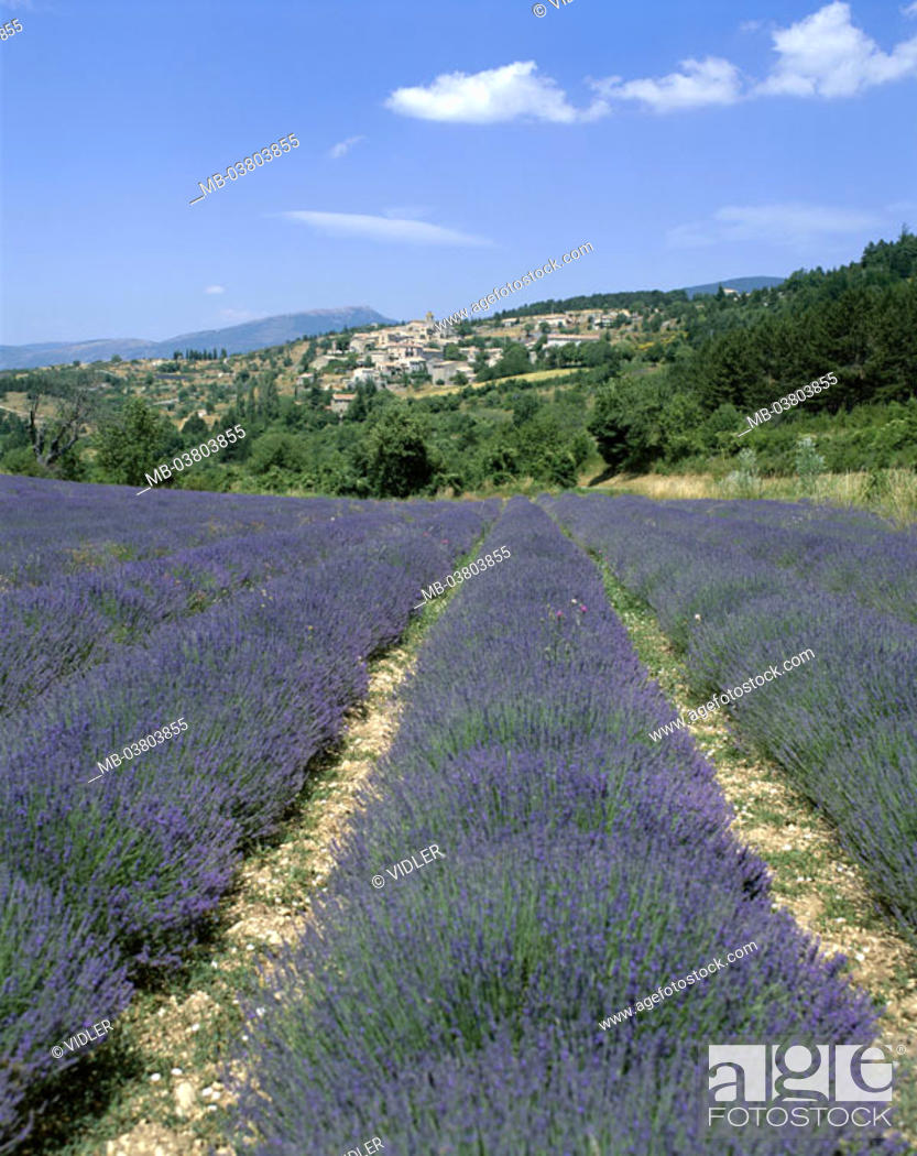 Stock Photo: France, Provence, Aurel,  skyline, Lavendelfeld,  Detail  Europe, South France, village, place, mountain village, houses, monument protection, field.