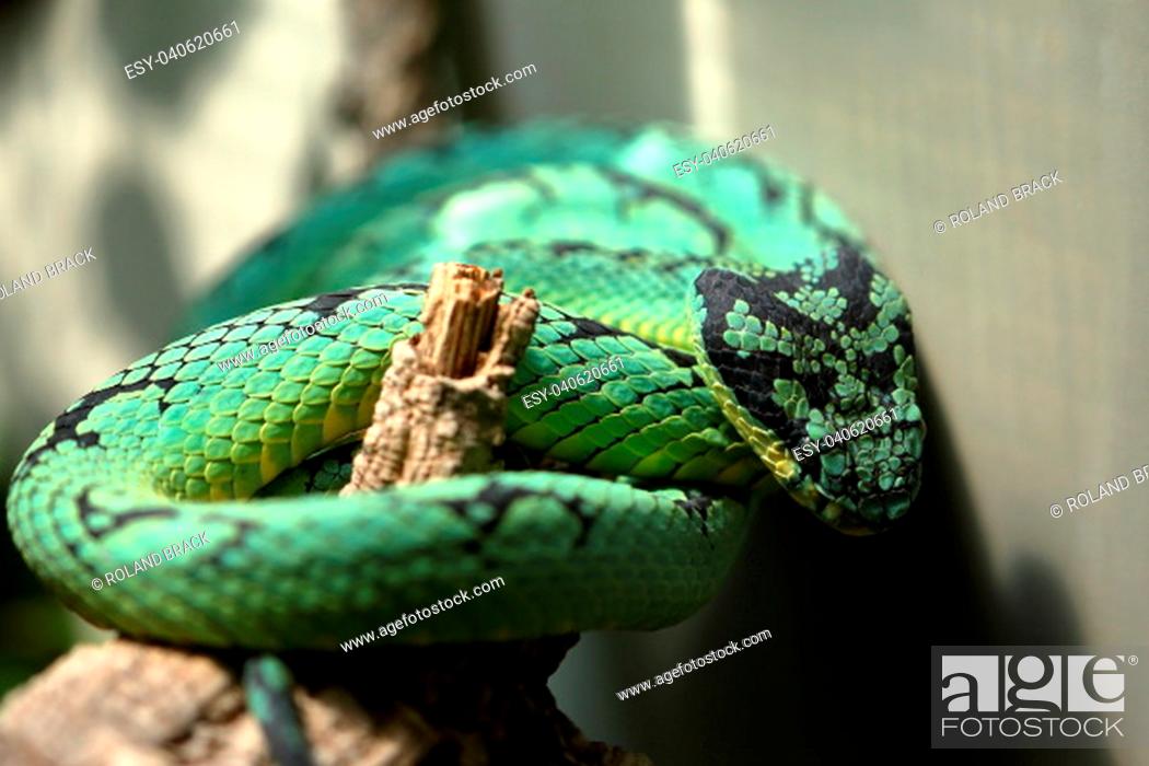 Stock Photo: Danger, Forest, Green, Poisonous, Snake, Toxic, Pitviper, Sri Lanka, Pit Viper, Snake Venom, Sri Lankan, Trimeresurus Trigonocephalus, Ceylon Pit Viper, Sinharaja