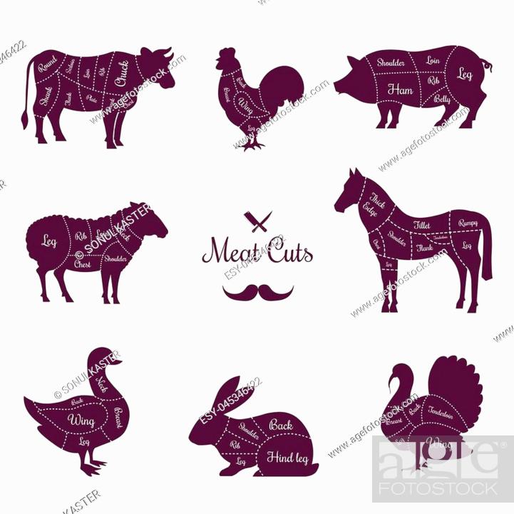 Meat cuts poster with named animals body parts. Butchery shop commercial  banner, Vecteur de Stock, Vecteur et Image Low Budget Royalty Free. Photo  ESY-045346422 | agefotostock