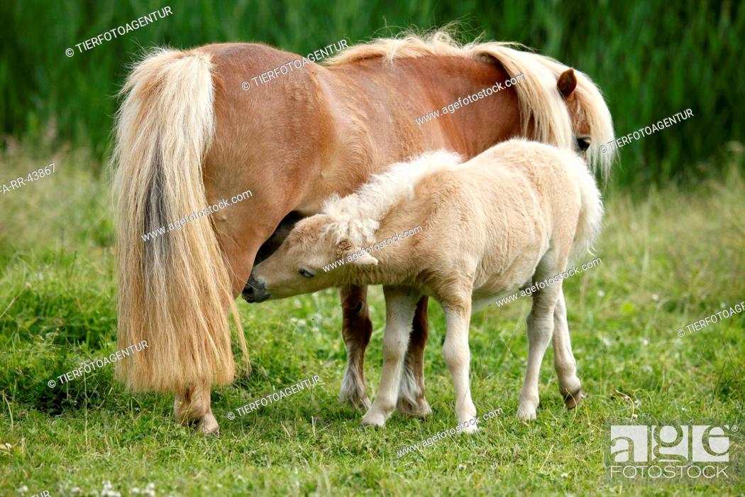 Stock Photo: Miniature Shetland Ponies.