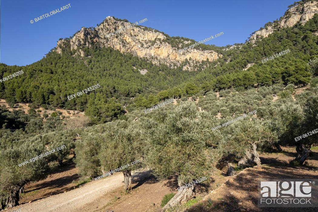 Stock Photo: olive grove of Son Moragues, Valldemossa, Mallorca, Balearic Islands, Spain.