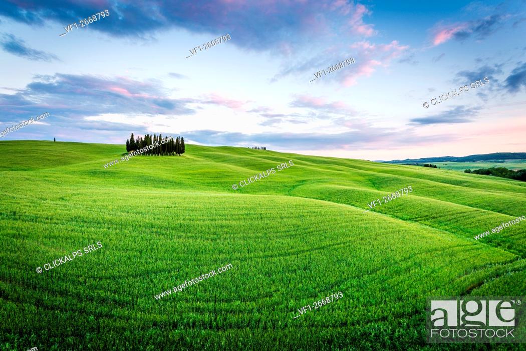 Stock Photo: Tuscany, Val d'Orcia, Italy. Cypress trees in green meadow field with clouds gathering meadow field at sunset.