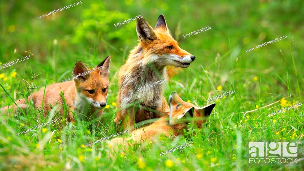 Female of red fox, vulpes vulpes, and her two little cubs relaxing on the  meadow in spring, Stock Photo, Picture And Low Budget Royalty Free Image.  Pic. ESY-058190303 | agefotostock