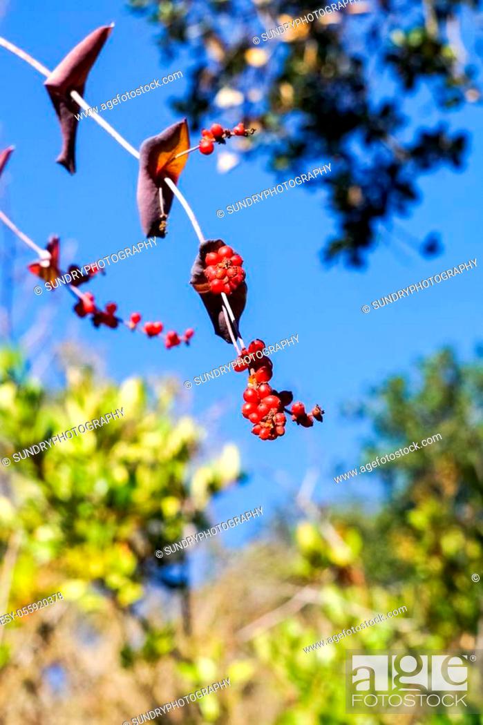 Stock Photo: Pink honeysuckle berries, California.