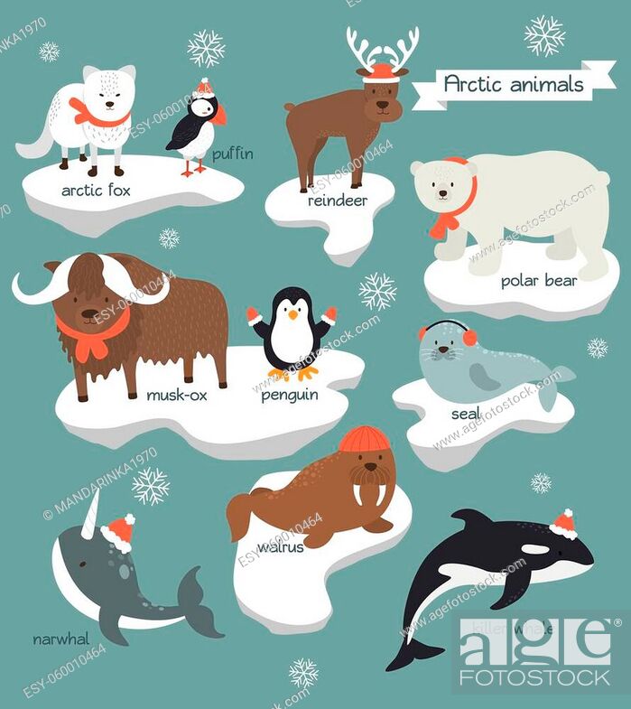 Collection of arctic animals which wear Chistmas clothes, Stock Vector,  Vector And Low Budget Royalty Free Image. Pic. ESY-060010464 | agefotostock