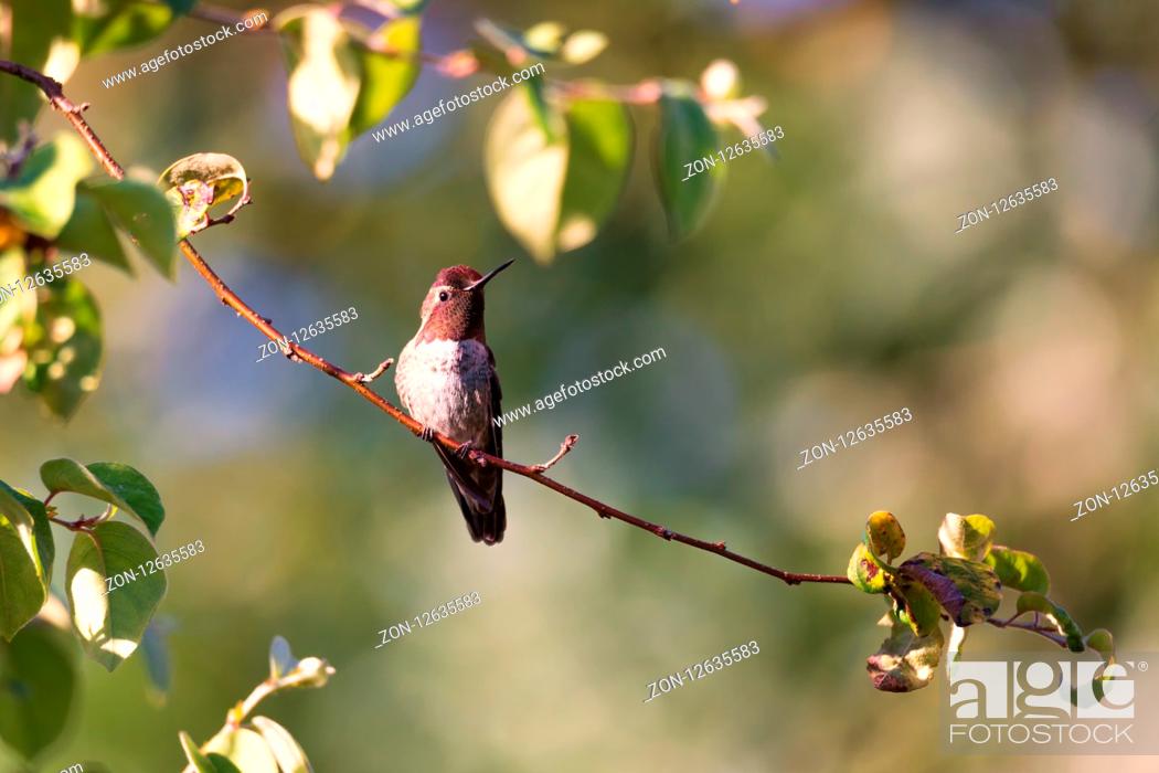 Stock Photo: Anna's Hummingbird, Color Image, Day, Northern California USA.