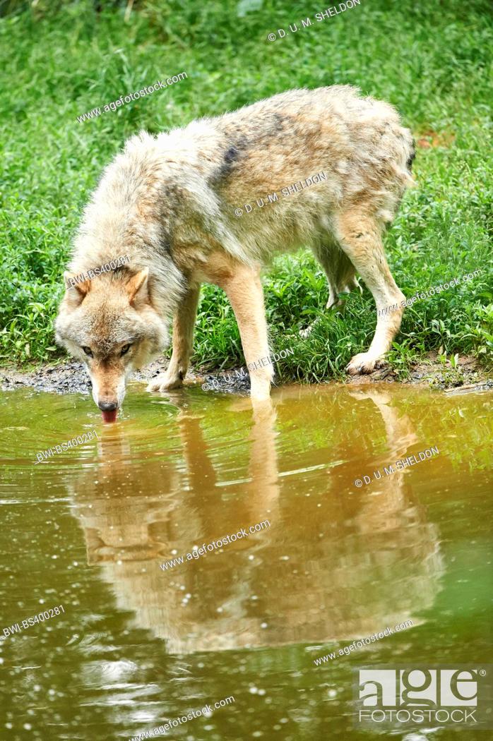 Stock Photo: European gray wolf (Canis lupus lupus), standing on the waterfront and drinking, Germany, Bavaria.