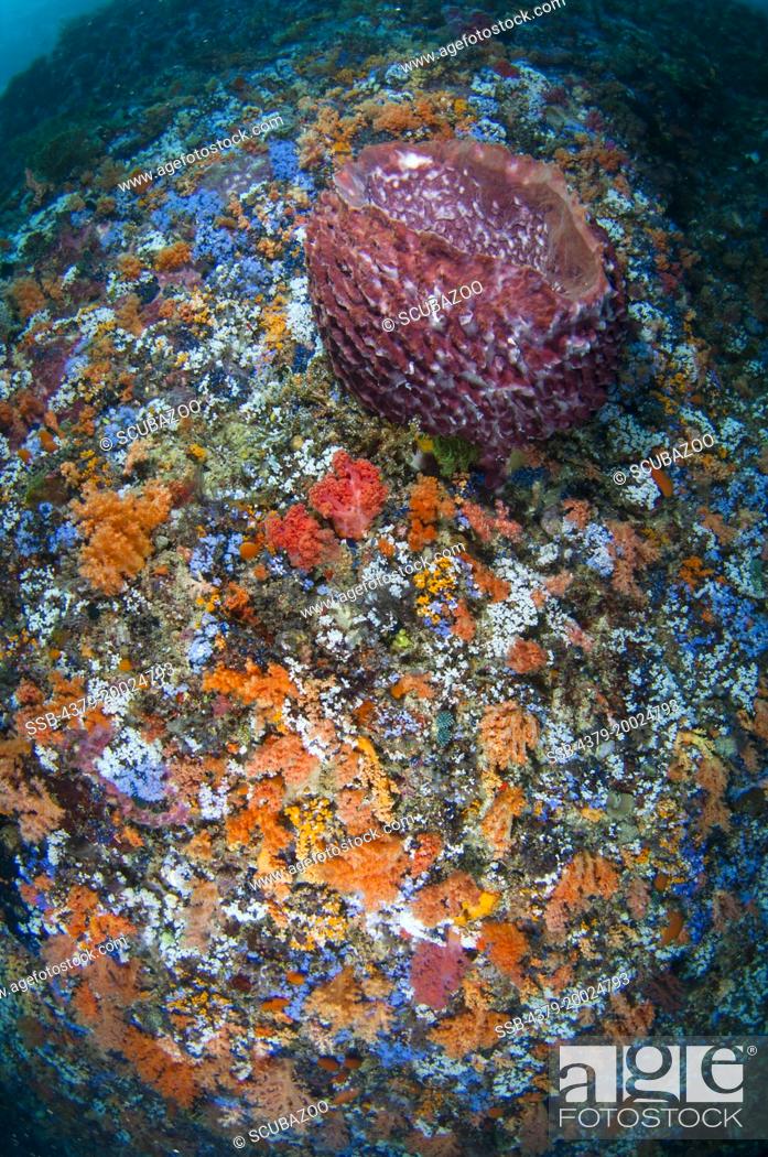 Stock Photo: A colourful reef wall slope, with soft corals, sponges and tunicates, and a large Barrel Sponge, Taliabu Island, Sula Islands, Indonesia.