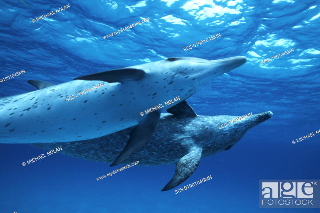 Stock Photo: Atlantic Spotted Dolphin, Stenella frontalis, underwater on the Little Bahama Banks, GBI, Bahamas.