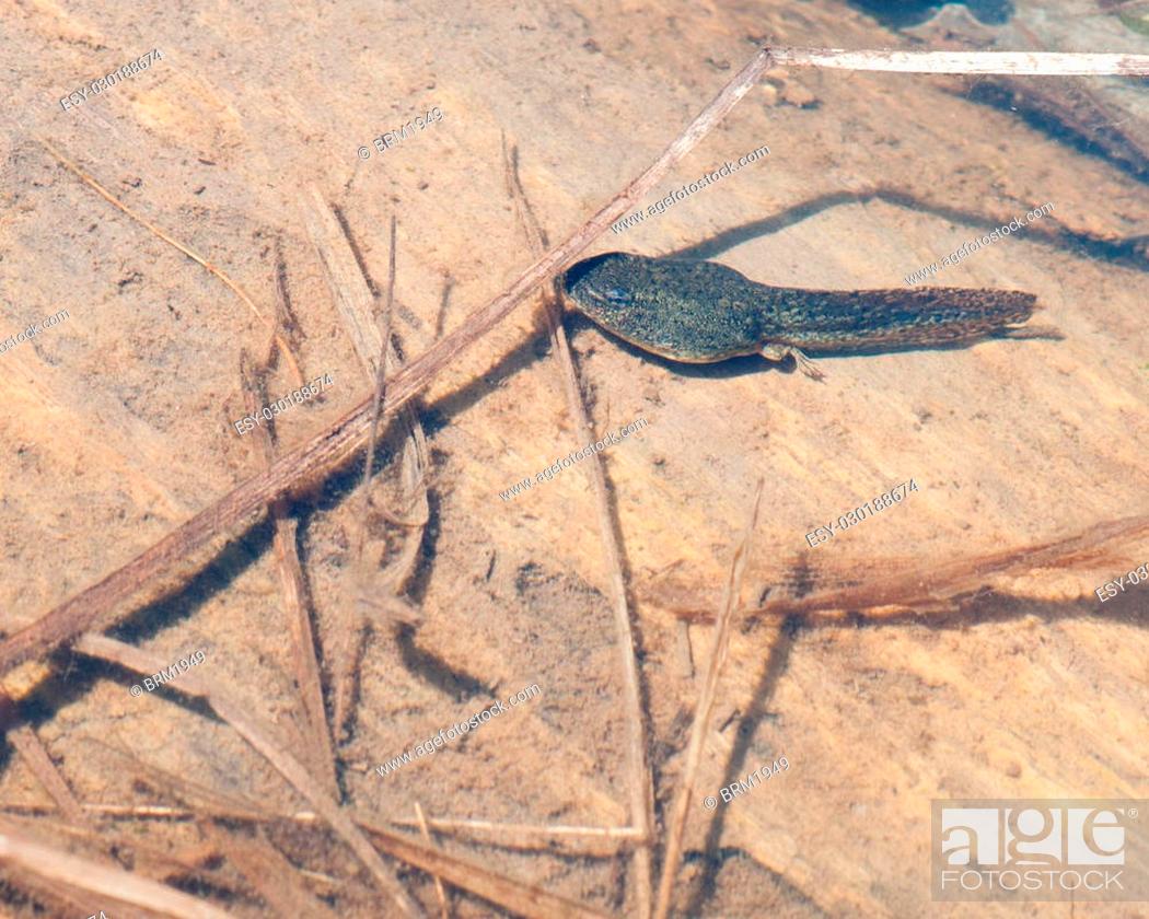 Stock Photo: Bullfrog Tadpole perched On Log under water.