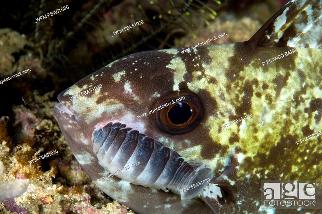 Stock Photo: fish with with isopod parasites, Nerocila sp., Raja Ampat, Irian Jaya, West Papua, Pacific Ocean, Indonesia.