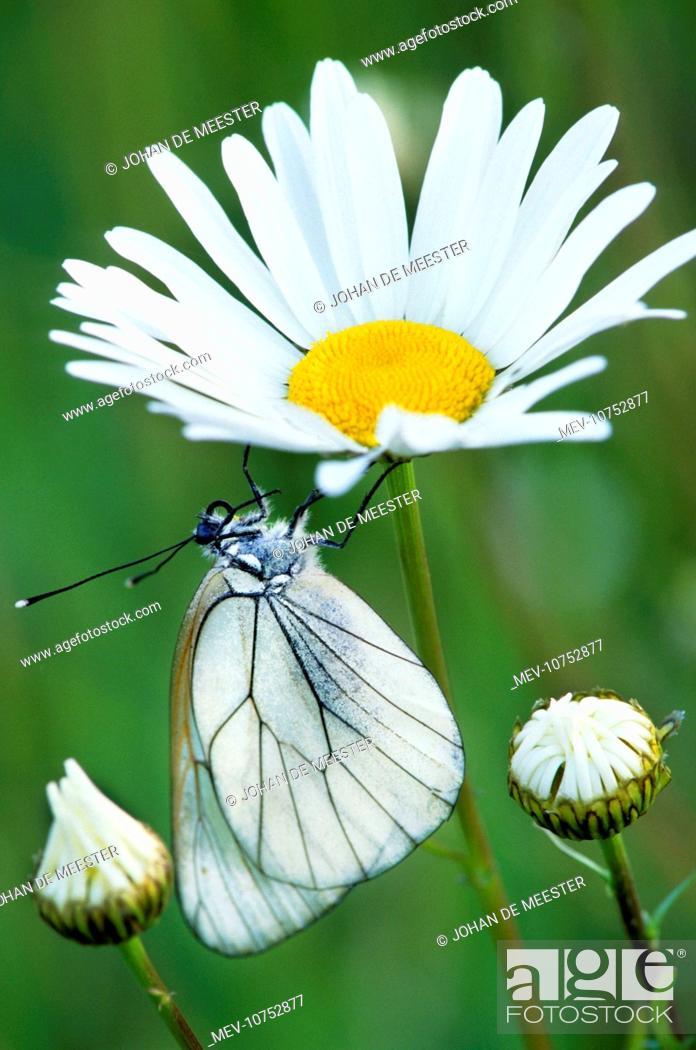Stock Photo: Black-veined White Butterfly - on Oxeye Daisy (Leucanthemum v) (Aporia crataegi).