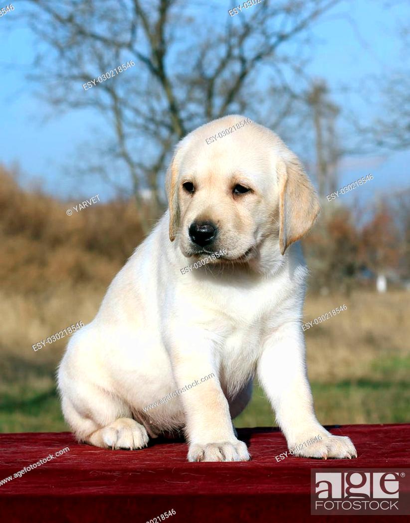 Stock Photo: ellow nice labrador puppy on red portrait.