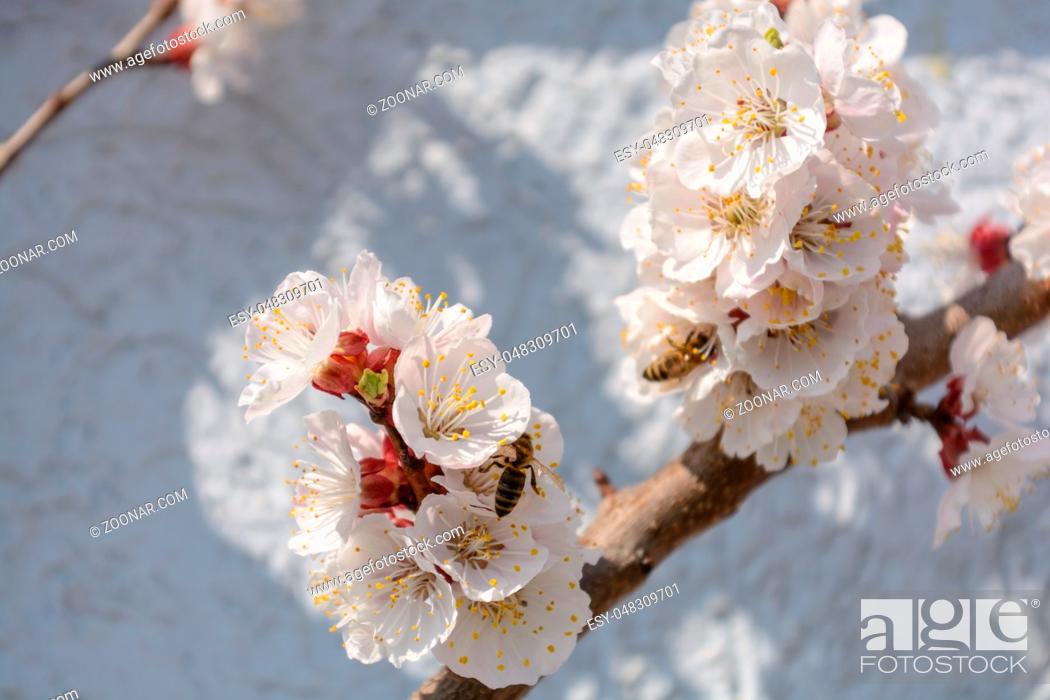 Stock Photo: fleissige Honigbienen bestäuben einen Marillenbaum - Nahaufnahme.