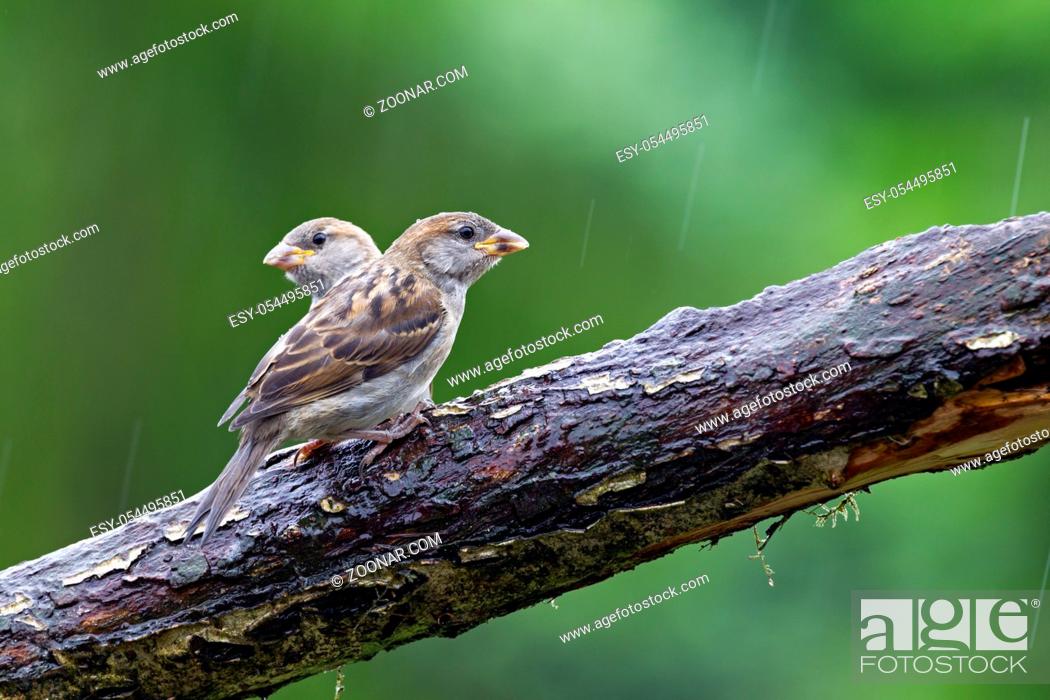 Stock Photo: Haussperling, der gefaehrlichste Fressfeind ist die Hauskatze - (Spatz - Foto Haussperling fluegge Jungvoegel im Regen) / House Sparrow.